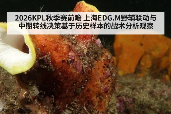 2026KPL秋季赛前瞻 上海EDG.M野辅联动与中期转线决策基于历史样本的战术分析观察